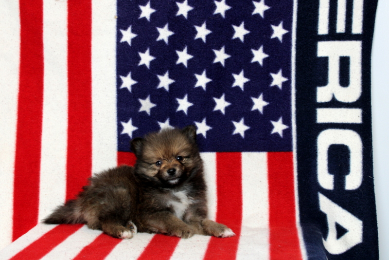 puppy, for, sale, Pomeranian, Matthew B. Stoltzfus, dog, breeder, Gap, PA, dog-breeder, puppy-for-sale, forsale, nearby, find, puppyfind, locator, puppylocator, aca
